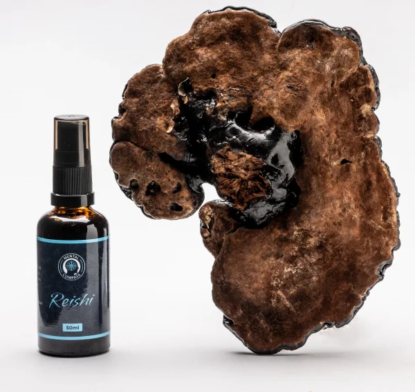 Extracto Orgánico de Reishi – Image 4